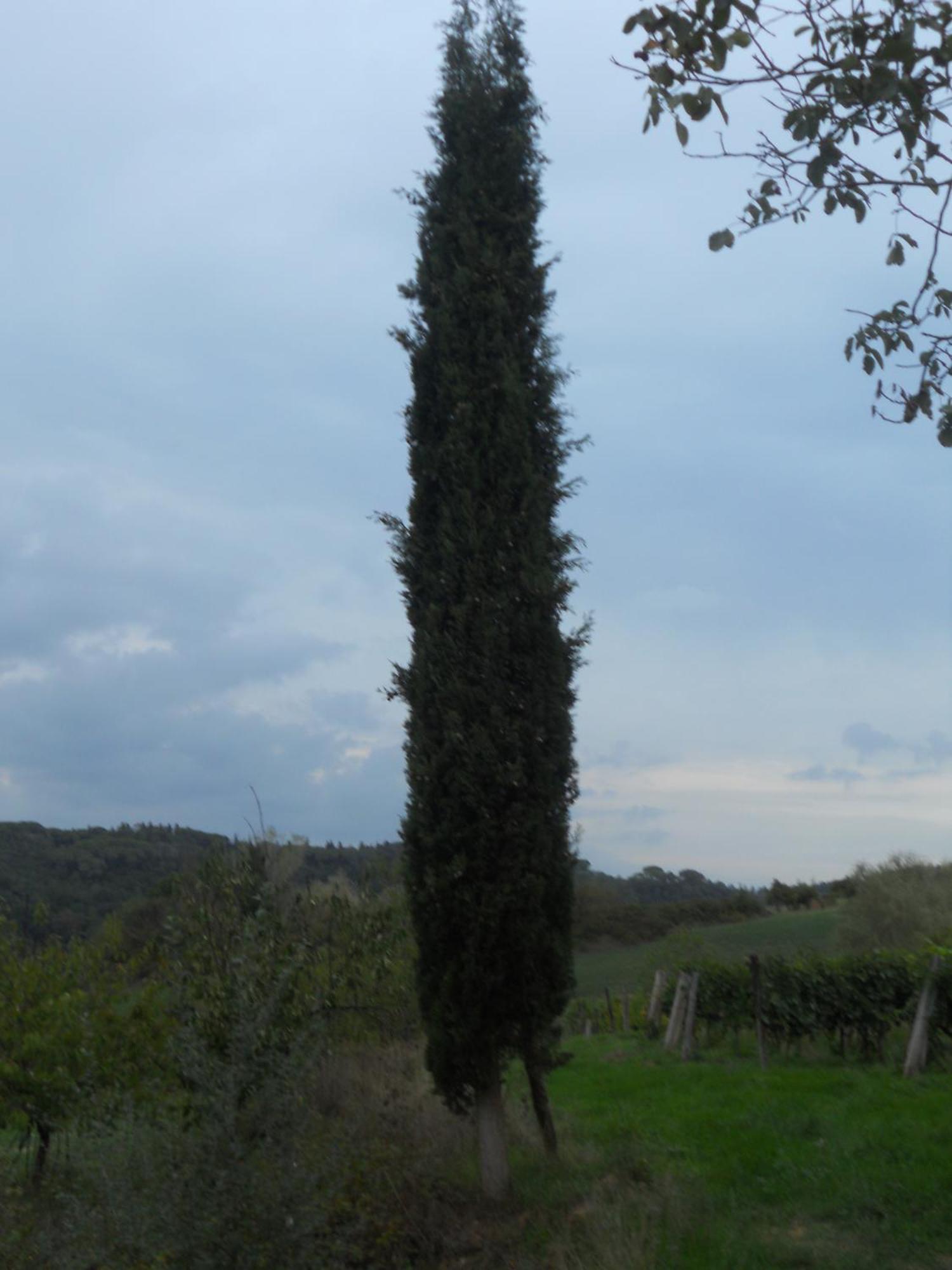 Tenuta Il Tresto Poggibonsi Exterior foto